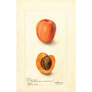 Deborah Griscom Passmore - Prunus domestica Montgamet.webp