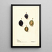 Prunus domestica Mt - Deborah Griscom Passmore — cuadro enmarcado en la pared