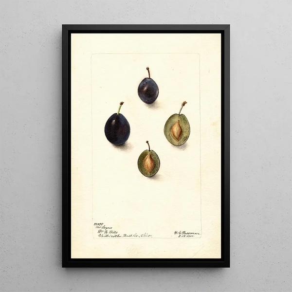 Prunus domestica Mt - Deborah Griscom Passmore — cuadro enmarcado en la pared