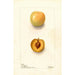 Reproducción del cuadro Prunus domestica Normand - Deborah Griscom Passmore