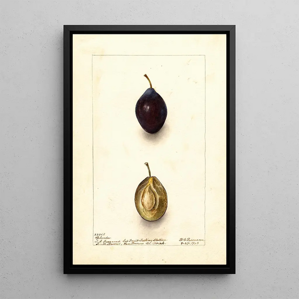 Reproduction of the painting Prunus domestica Splendor - Deborah Griscom Passmore