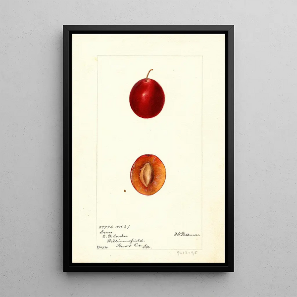 Reproduction of the painting Prunus domestica Truro - Deborah Griscom Passmore