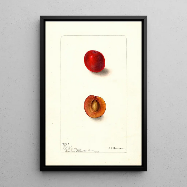 Reproduction of the painting Prunus domestica Wyant - Deborah Griscom Passmore