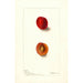 Reproducción del cuadro Prunus domestica Wyant - Deborah Griscom Passmore