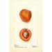 Prunus mume Blenheim - Deborah Griscom Passmore — vista de la obra