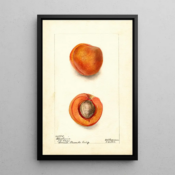 Prunus mume Blenheim - Deborah Griscom Passmore | Painting — framed artwork on a wall