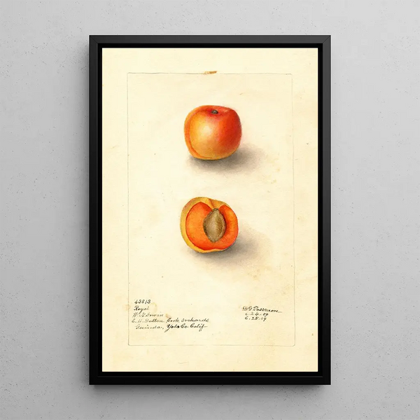 Reproduction of the painting Prunus mume Royal - Deborah Griscom Passmore | Painting