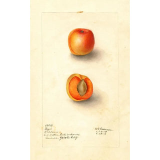 Deborah Griscom Passmore - Prunus mume Royal.webp