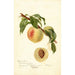 Reproducción del cuadro Prunus persica chino - Deborah Griscom Passmore