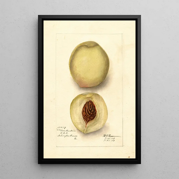 Prunus persica Iron Mountain - Deborah Griscom Passmore — framed artwork on a wall