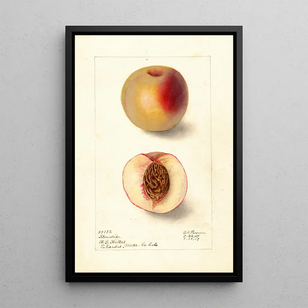 Reproduction of the painting Prunus persica Klondike - Deborah Griscom Passmore