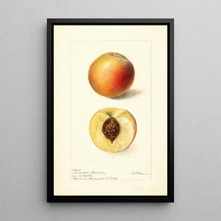Deborah Griscom Passmore - Prunus persica Mammoth Strawberry.webp