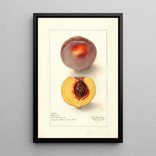 Reproduction of the painting Prunus persica Micado - Deborah Griscom Passmore