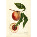 Prunus persica Nysson - Deborah Griscom Passmore — vista de la obra