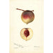 Prunus persica Rodgers - Deborah Griscom Passmore — vista de la obra