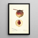 Prunus persica Rodgers - Deborah Griscom Passmore — cuadro enmarcado en la pared