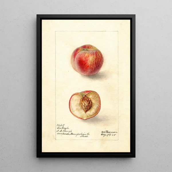 Prunus persica Sea Eagle - Deborah Griscom Passmore — framed artwork on a wall