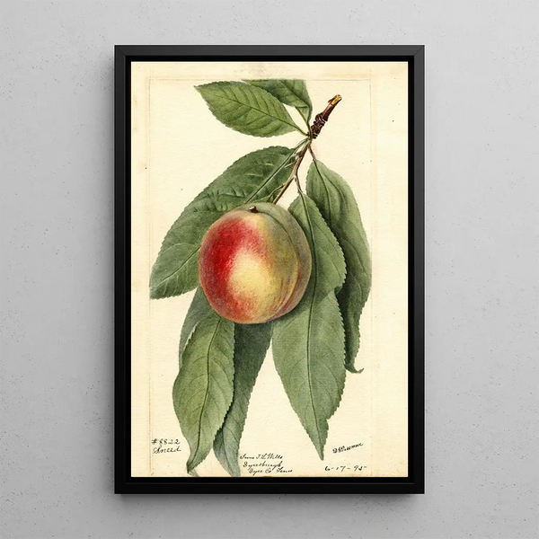 Prunus persica Sneed - Deborah Griscom Passmore — framed artwork on a wall