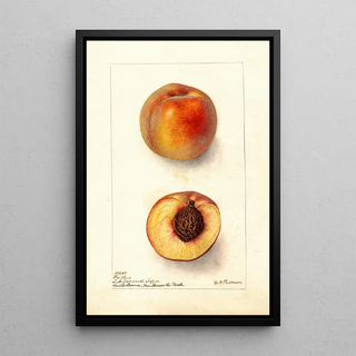 Deborah Griscom Passmore - Prunus persica Worthen.webp