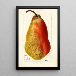 Deborah Griscom Passmore - Pyrus communis Belle Angevine.webp