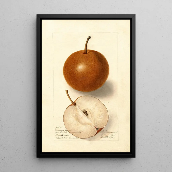 Reproduction of the painting Pyrus communis Canners Japan - Deborah Griscom Passmore
