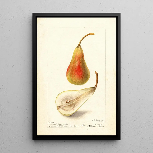 Pyrus communis Jargonelle française - Deborah Griscom Passmore — framed artwork on a wall