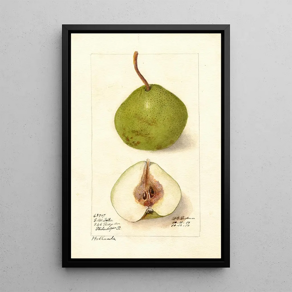 Pyrus communis Hollande - Deborah Griscom Passmore — framed artwork on a wall