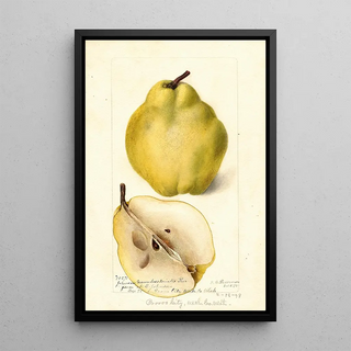 Deborah Griscom Passmore - Pyrus communis Johnsons Nameless Winter.webp