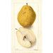 Pyrus communis Kieffer - Deborah Griscom Passmore — vista de la obra