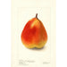 Pyrus communis König Karl von Wurtemberg - Deborah Griscom Passmore — vista de la obra
