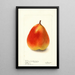 Pyrus communis König Karl von Wurtemberg - Deborah Griscom Passmore — cuadro enmarcado en la pared