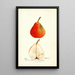 Pyrus communis Lawson - Deborah Griscom Passmore — cuadro enmarcado en la pared
