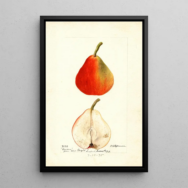 Pyrus communis Lawson - Deborah Griscom Passmore — framed artwork on a wall