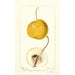 Pyrus communis Mikado - Deborah Griscom Passmore — vista de la obra