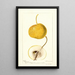 Pyrus communis Mikado - Deborah Griscom Passmore — cuadro enmarcado en la pared