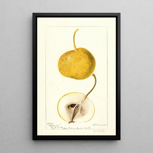 Pyrus communis Mikado - Deborah Griscom Passmore — framed artwork on a wall