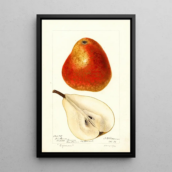 Reproduction of the painting Pyrus communis Ogerean - Deborah Griscom Passmore