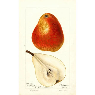 Deborah Griscom Passmore - Pyrus communis Ogerean.webp