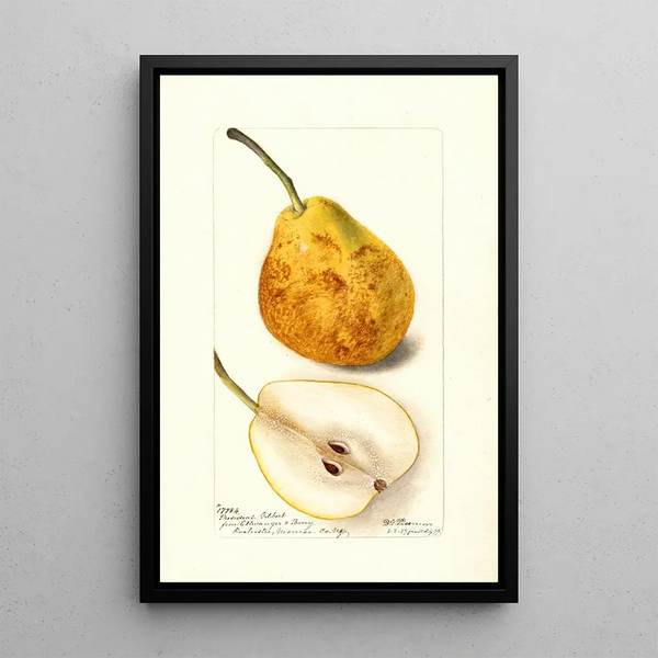 Reproduction of the painting Pyrus communis Président Gilbert - Deborah Griscom Passmore