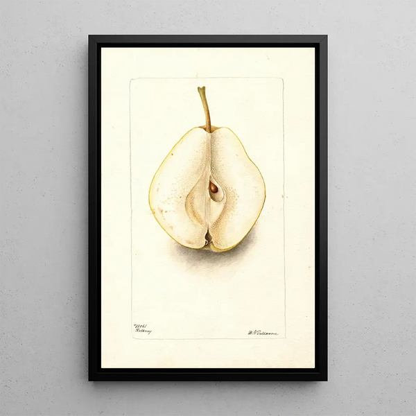 Pyrus communis Rossney - Deborah Griscom Passmore — framed artwork on a wall