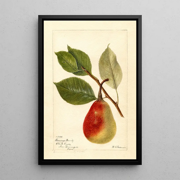 Reproduction of the painting Pyrus communis Beauté d'été - Deborah Griscom Passmore