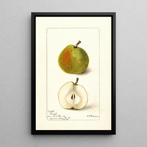 Pyrus communis Wiest - Deborah Griscom Passmore — framed artwork on a wall