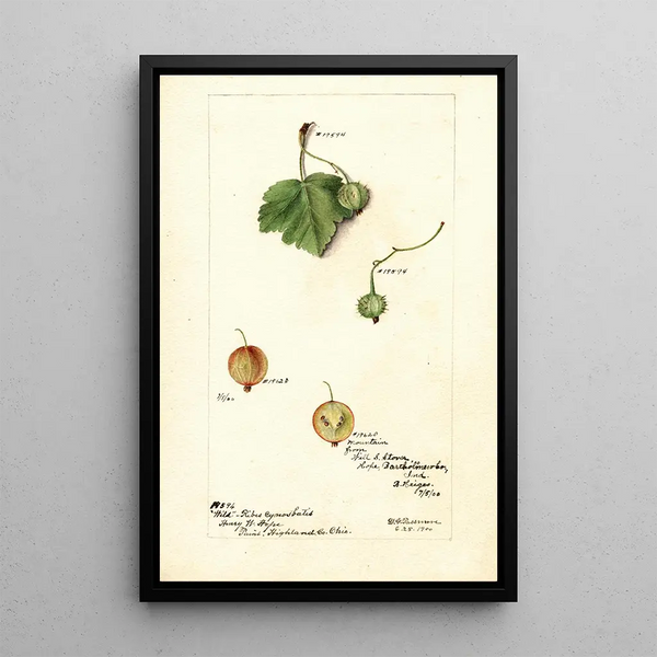 Reproduction of the painting Ribes - Deborah Griscom Passmore
