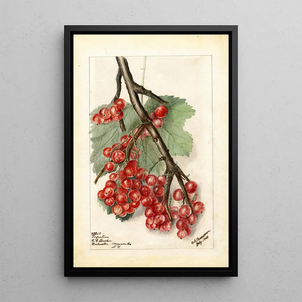 Reproduction of the painting Ribes Perfection - Deborah Griscom Passmore