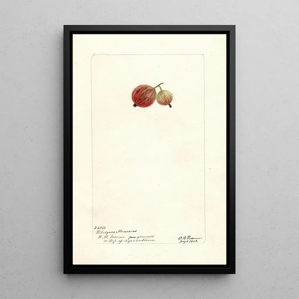 Reproduction of the painting Ribes Ribesgros Abenarius - Deborah Griscom Passmore