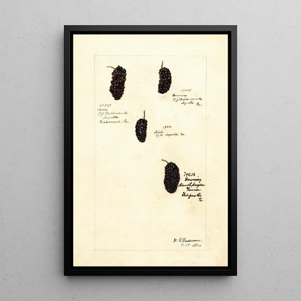 Rubus - Deborah Griscom Passmore — cuadro enmarcado en la pared