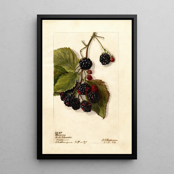 Rubus Blowers - Deborah Griscom Passmore — framed artwork on a wall