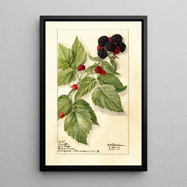 Reproduction of the painting Rubus Conrath - Deborah Griscom Passmore