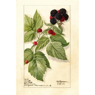 Deborah Griscom Passmore - Rubus Conrath.webp