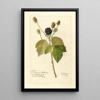 Deborah Griscom Passmore - Rubus Everblooming.webp